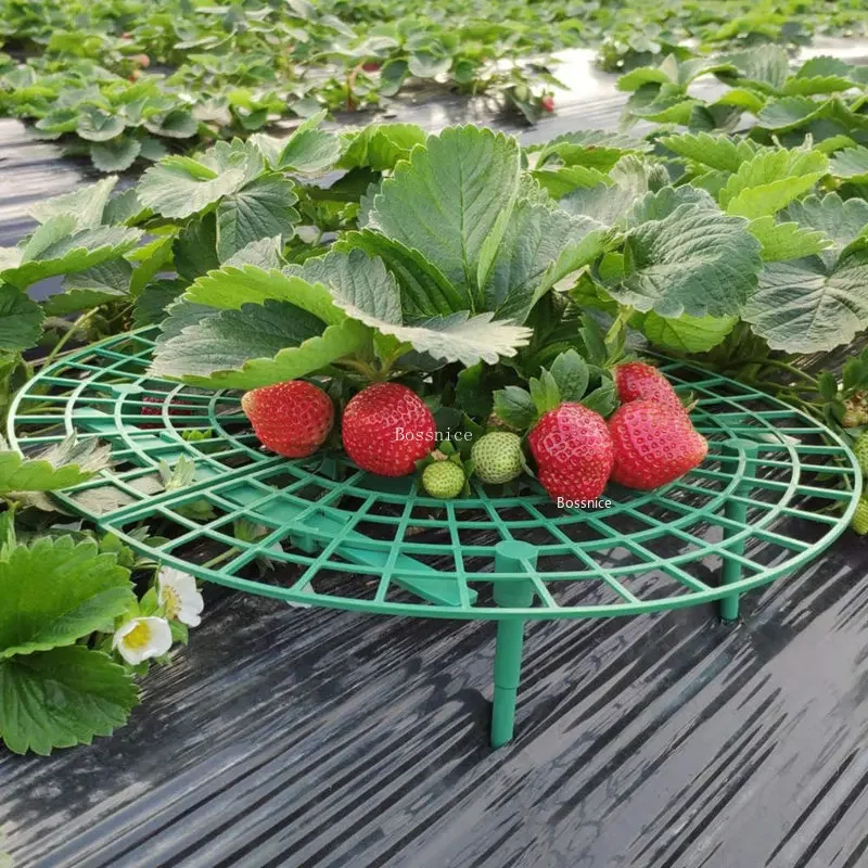 ชั้นวางต้นสตรอเบอร์รี่ 1 ชิ้น  - Gardening Tools For Vines บทวิจารณ์และราคา