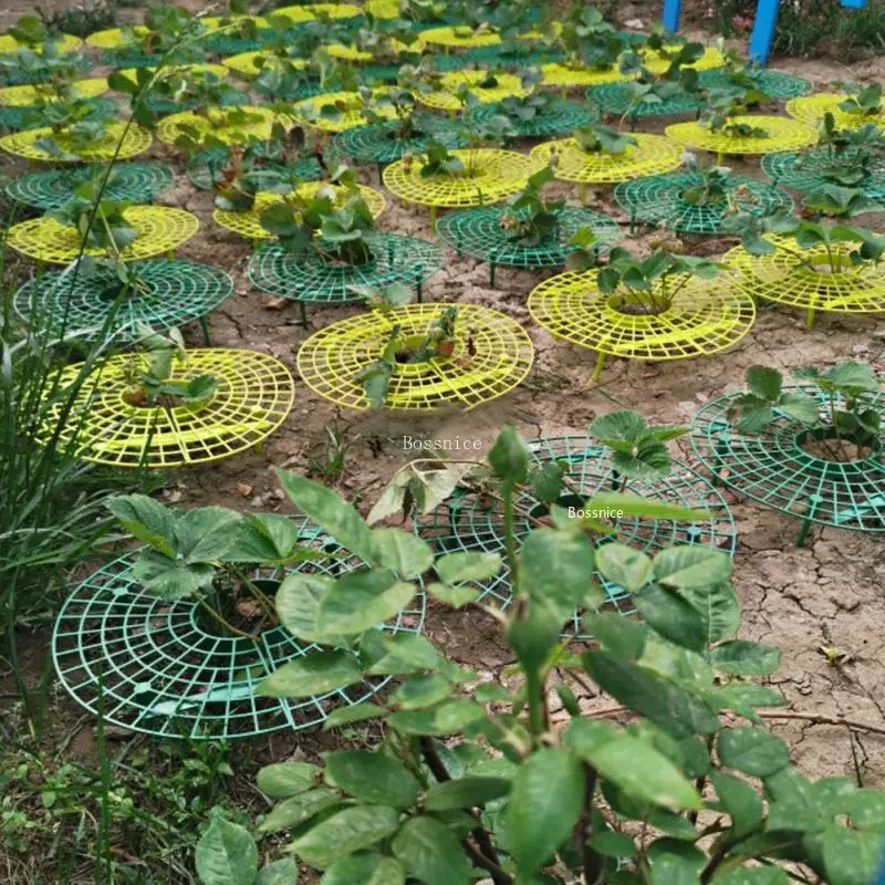 ชั้นวางต้นสตรอเบอร์รี่ 1 ชิ้น  - Gardening Tools For Vines บทวิจารณ์และราคา
