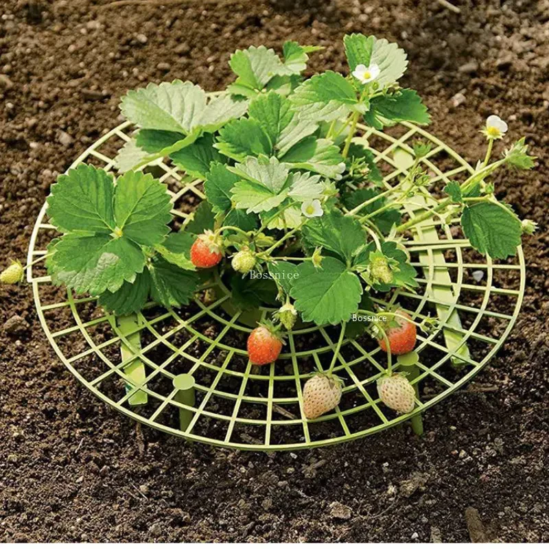 ชั้นวางต้นสตรอเบอร์รี่ 1 ชิ้น  - Gardening Tools For Vines บทวิจารณ์และราคา