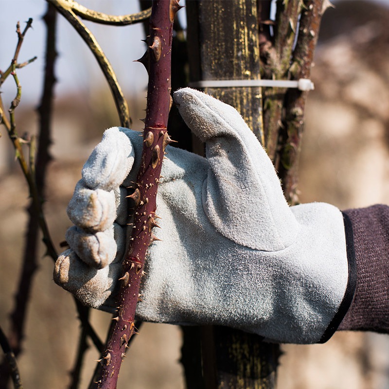 ถุงมือทำสวนกันหนาม กันน้ำ สำหร - Garden Gloves Thorn Proof บทวิจารณ์และราคา