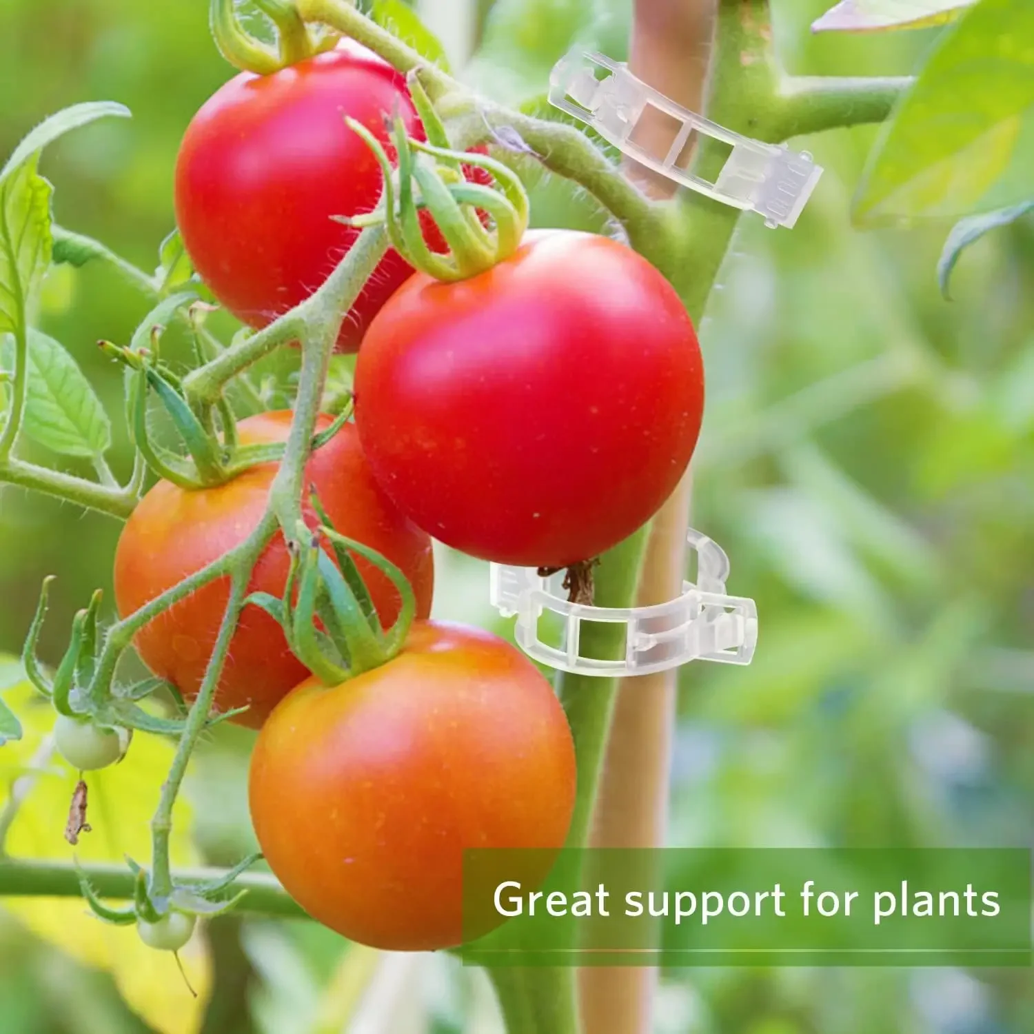 คลิปยึดต้นไม้แบบใช้ซ้ำได้ คลิป - Gardening Tools For Vines บทวิจารณ์และราคา